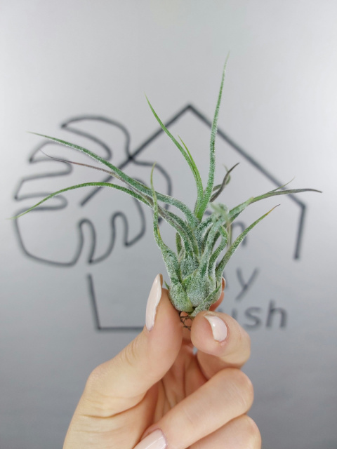 Tillandsia Pruinosa Oplątwa