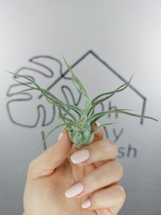 Tillandsia Pruinosa Oplątwa