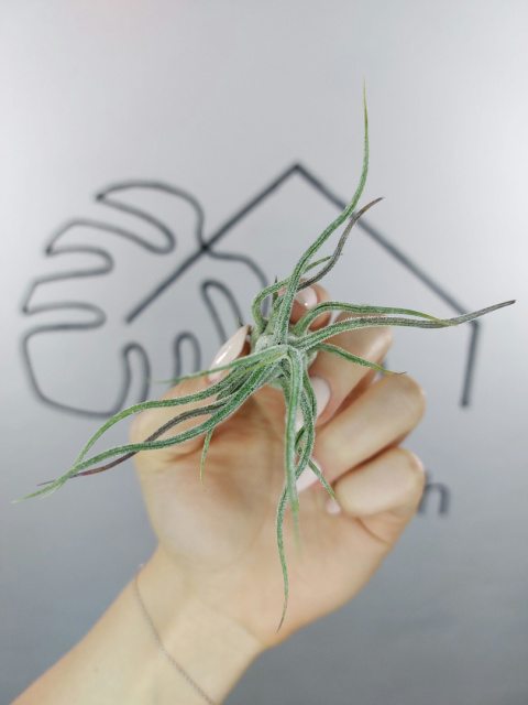 Tillandsia Pruinosa Oplątwa