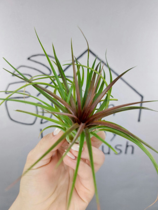 Tillandsia Rainforest Red Oplątwa