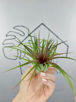 Tillandsia Rainforest Red Oplątwa