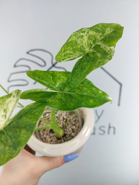 Alocasia Epilithica Variegata | Sadzonka 2 | 20cm