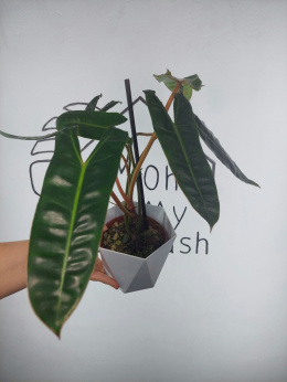 Philodendron Billietiae | 35-40cm