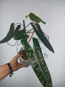 Philodendron Billietiae | 35-40cm
