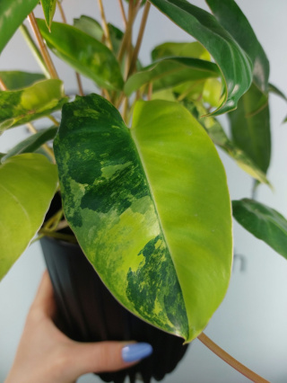 Philodendron Burle Marx Variegata | Sadzonka 4 | 35cm