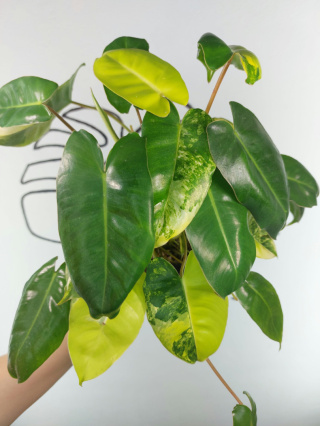 Philodendron Burle Marx Variegata | Sadzonka 4 | 35cm