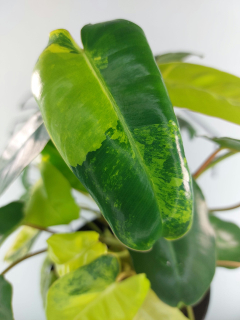 Philodendron Burle Marx Variegata | Sadzonka 4 | 35cm