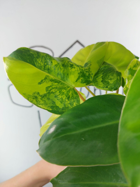 Philodendron Burle Marx Variegata | Sadzonka 5 | 30cm