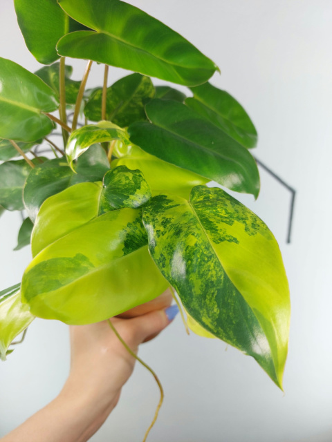 Philodendron Burle Marx Variegata | Sadzonka 5 | 30cm