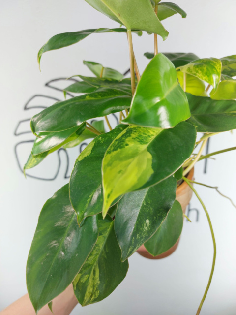 Philodendron Burle Marx Variegata | Sadzonka 5 | 30cm