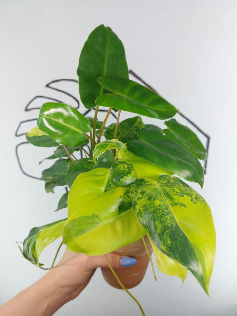 Philodendron Burle Marx Variegata | Sadzonka 5 | 30cm