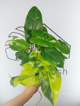 Philodendron Burle Marx Variegata | Sadzonka 5 | 30cm
