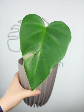 Philodendron Giganteum | 35-40cm