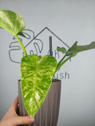 Philodendron Giganteum Variegata | 30-35cm