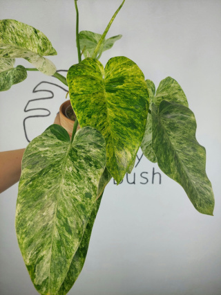 Philodendron Giganteum Variegata | Sadzonka 4 | 45cm