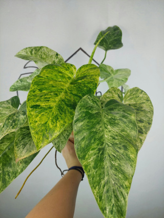 Philodendron Giganteum Variegata | Sadzonka 4 | 45cm