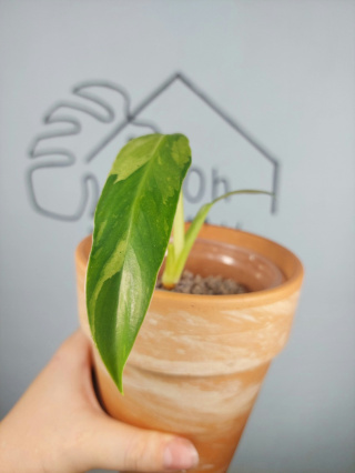 Philodendron Jose Buono | 20-25cm