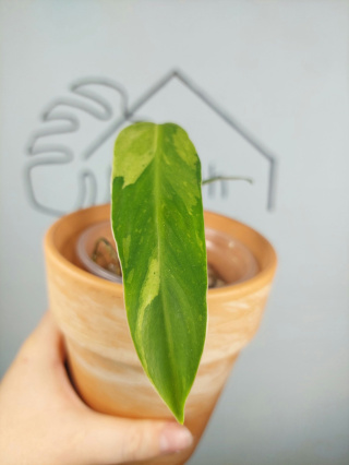 Philodendron Jose Buono | 20-25cm