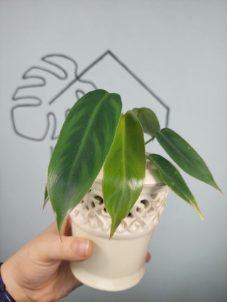 Philodendron Spiritus Sancti | Sadzonka 1 | 15cm