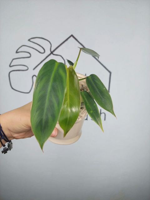 Philodendron Spiritus Sancti | Sadzonka 1 - 15cm