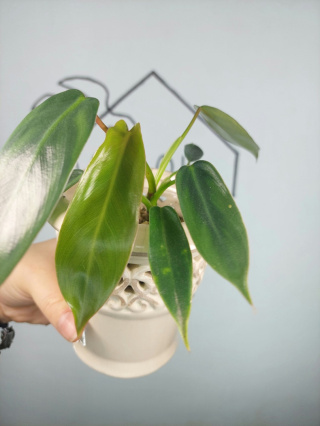 Philodendron Spiritus Sancti | Sadzonka 1 - 15cm