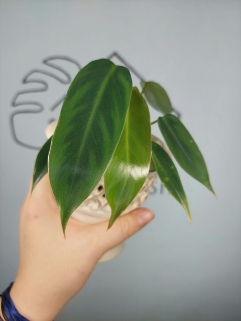 Philodendron Spiritus Sancti | Sadzonka 1 - 15cm