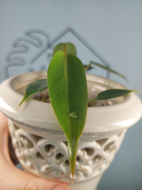 Philodendron Spiritus Sancti | Sadzonka 2 | 15cm
