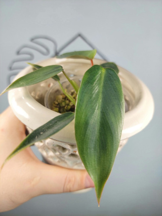 Philodendron Spiritus Sancti | Sadzonka 2 | 15cm