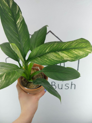 Spathiphyllum Sensation Variegata Skrzydłokwiat | 30-35cm