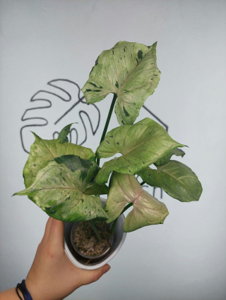 Syngonium Grey Ghost (Green Splash) | Sadzonka 8 | 35cm