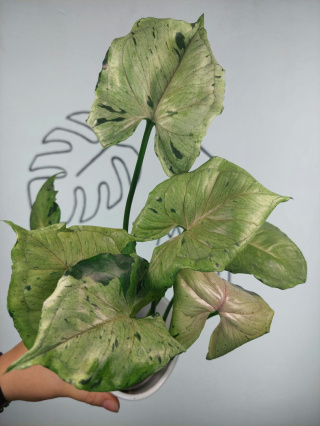 Syngonium Grey Ghost (Green Splash) | Sadzonka 8 | 35cm