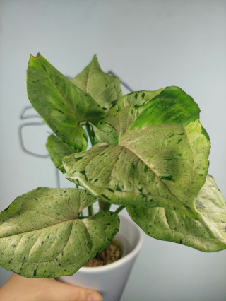 Syngonium Grey Ghost (Green Splash) | Sadzonka 9 | 30cm