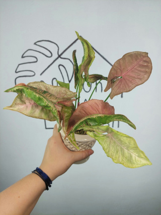 Syngonium Mosaic | 30-35cm