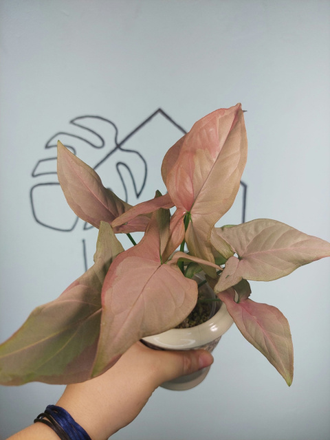 Syngonium Pink on Pink | 20-25cm