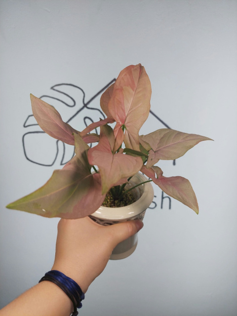 Syngonium Pink on Pink | 20-25cm