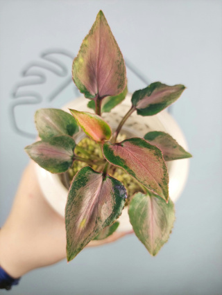 Syngonium Rainbow Dwarf | Sadzonka 2 - 12cm