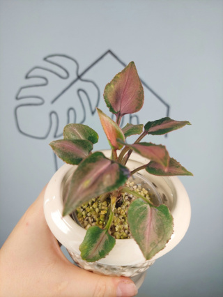 Syngonium Rainbow Dwarf | Sadzonka 2 - 12cm