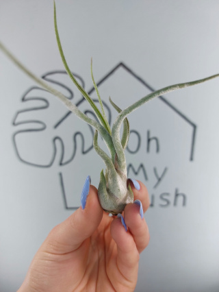 Tillandsia Caput Medusae Oplątwa