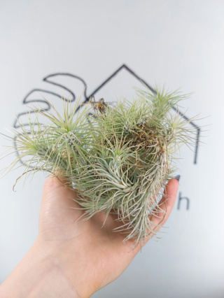 Tillandsia Funckiana Kępa Oplątwa