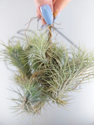 Tillandsia Funckiana Kępa Oplątwa