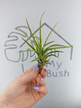 Tillandsia Melanocrater Green Oplątwa