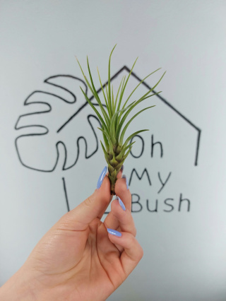 Tillandsia Melanocrater Green Oplątwa