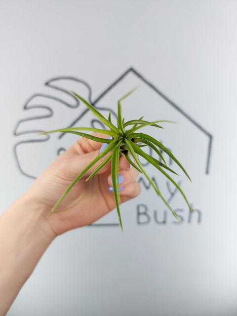 Tillandsia Melanocrater Green Oplątwa