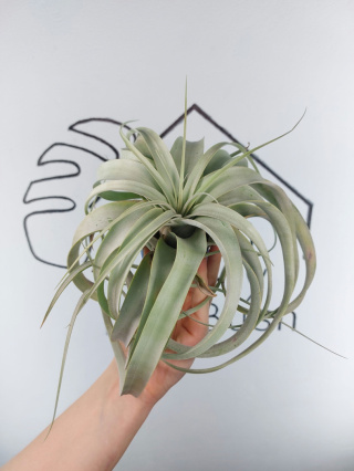 Tillandsia Xerographica XXL Oplątwa