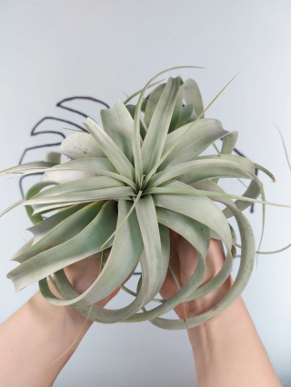 Tillandsia Xerographica XXL Oplątwa