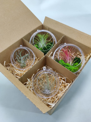 Zestaw 4x Żywa bombka | Oplątwa w kuli 8 i 10cm | Tillandsia Mix