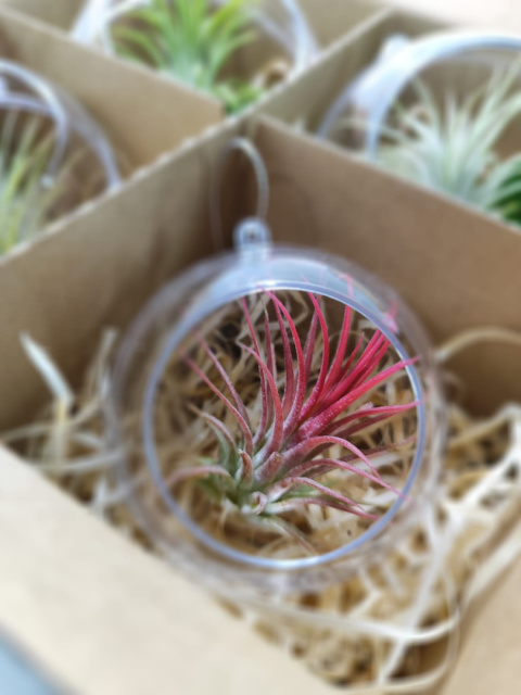 Zestaw 4x Żywa bombka | Oplątwa w kuli 8 i 10cm | Tillandsia Mix