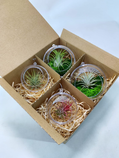 Zestaw 4x Żywa bombka | Oplątwa w kuli 8 i 10cm | Tillandsia Mix