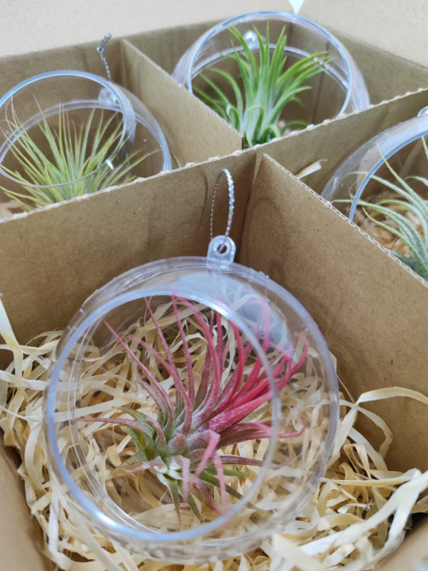 Zestaw 4x Żywa bombka | Oplątwa w kuli 8 i 10cm | Tillandsia Mix