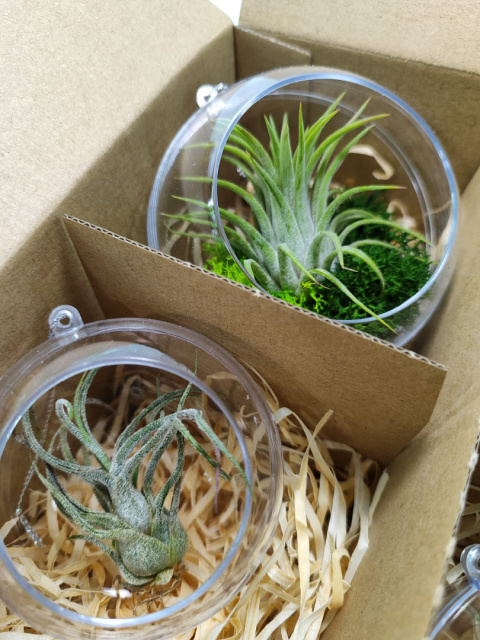 Zestaw 4x Żywa bombka | Oplątwa w kuli 8 i 10cm | Tillandsia Mix